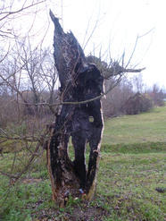 Sačurov