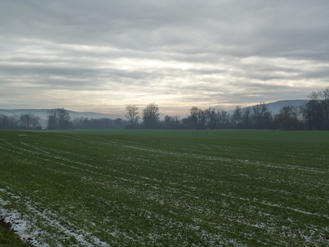 Kojatice
